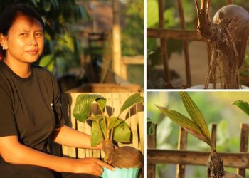 Pasutri Kuwolu Sulap Limbah Batok Kelapa Menjadi Pot dan Bonsai Cantik